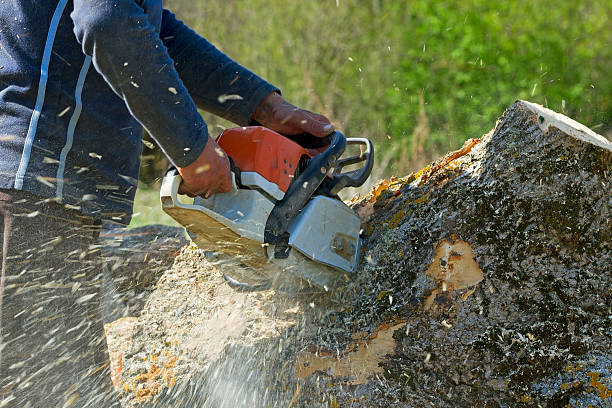 Best Root Management and Removal  in Erie, PA