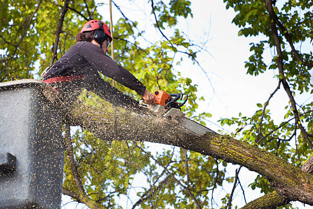 Tree and Shrub Care in Erie, PA